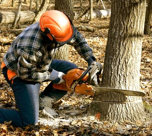 Tree Removal in Wolfe City, TX